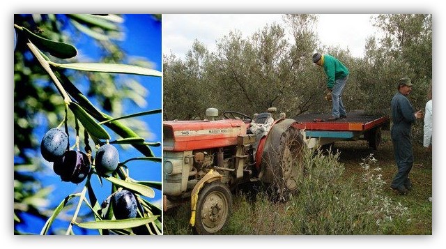 La fabrication de l'huile d'olive